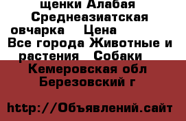 щенки Алабая (Среднеазиатская овчарка) › Цена ­ 15 000 - Все города Животные и растения » Собаки   . Кемеровская обл.,Березовский г.
